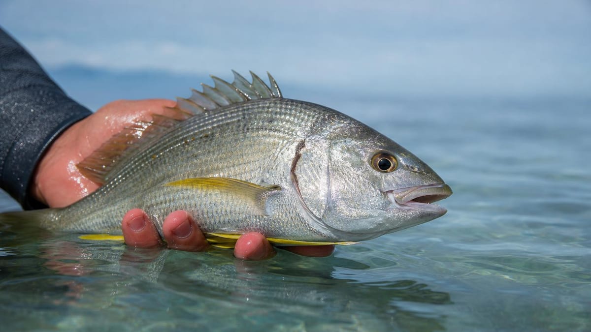 A person's hand holds a silvery fish with yellow fins and a spiny dorsal fin just above clear shallow water, with a blurred sea and distant coastline in the background