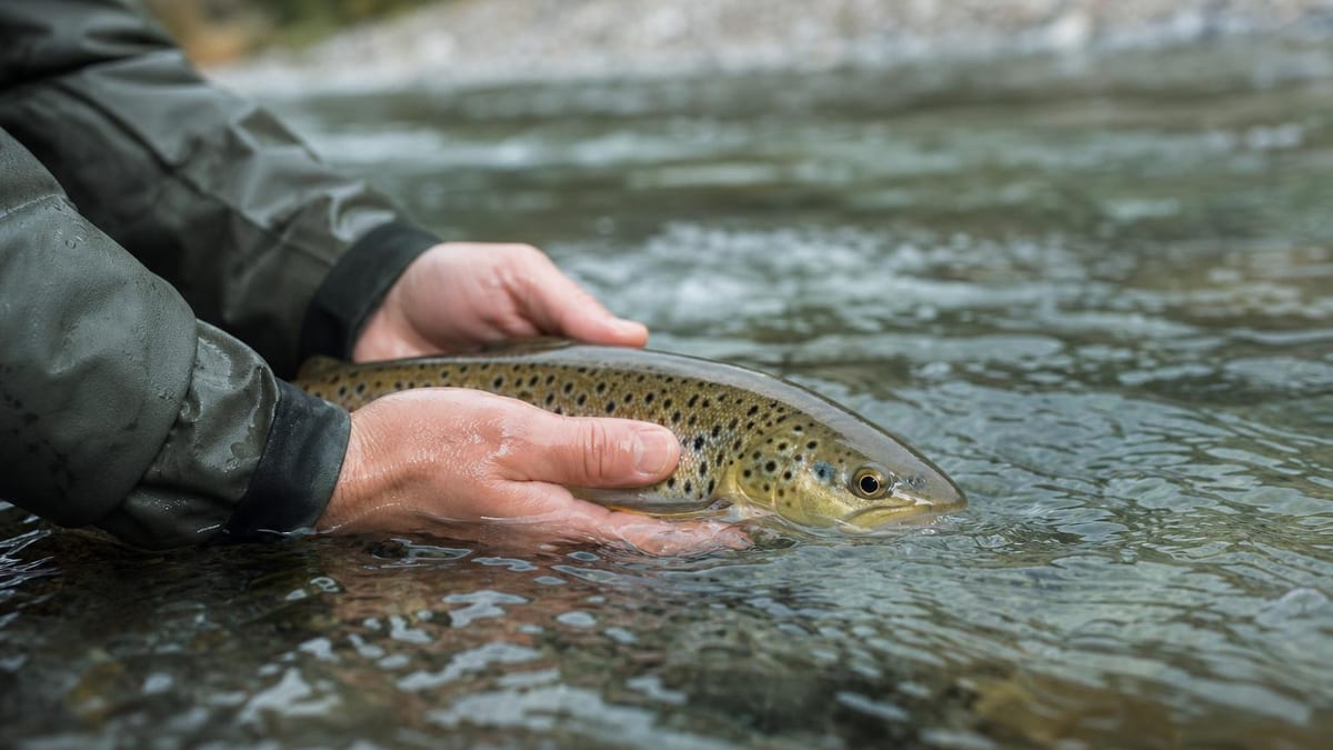 Wet hands cradling a brown trout half-submerged at the surface of a clear stream, the fish facing into the current moments before release