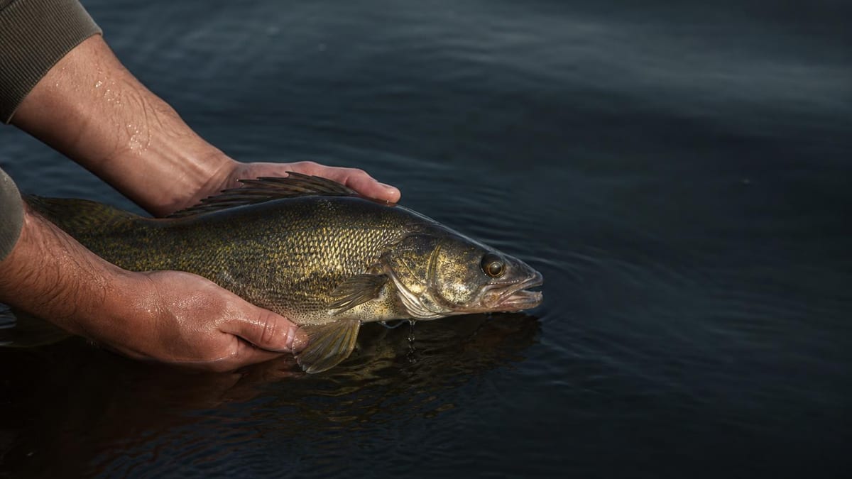 A person's wet hands hold a walleye fish just above dark rippling water, appearing to release it back into a lake