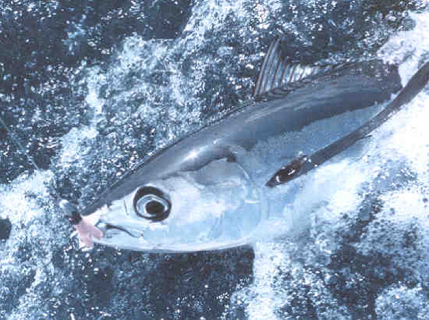 Albacore tuna (Thunnus alalunga) showing its long pectoral fins