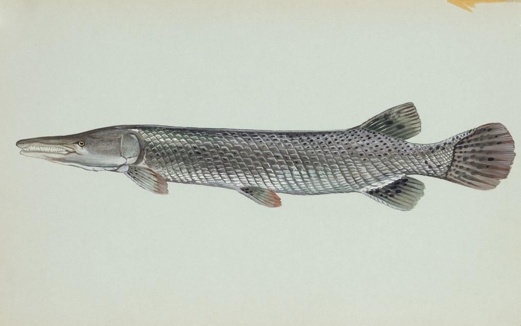 Alligator gar (Atractosteus spatula) illustration showing the broad snout, long armored body and diamond-shaped ganoid scales