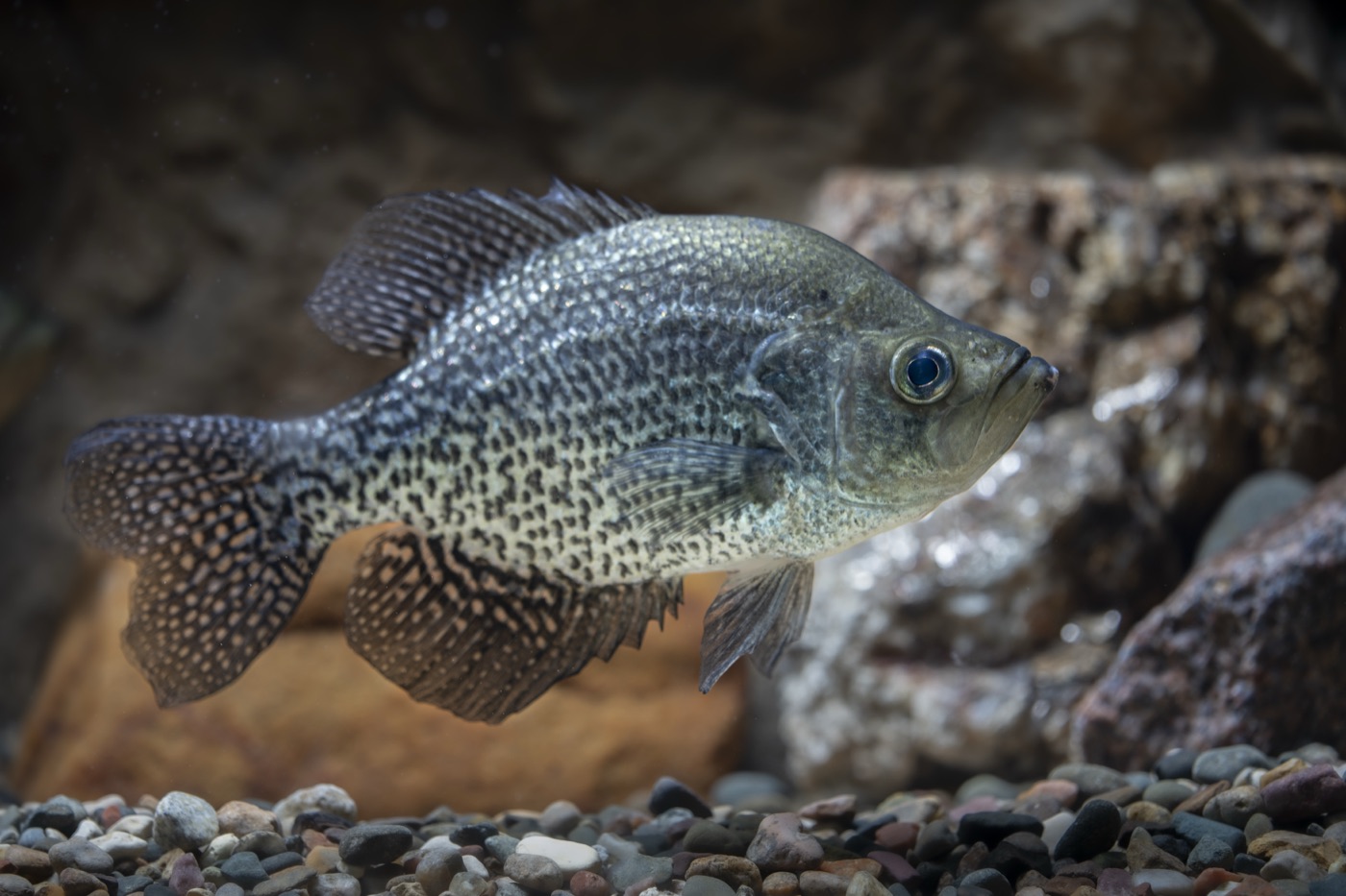Black crappie (Pomoxis nigromaculatus) showing scattered black speckles