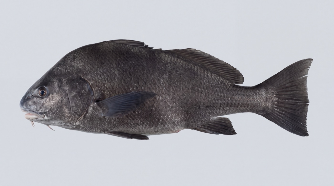 Black drum (Pogonias cromis) showing its deep arched back and the chin barbels it uses to find shellfish