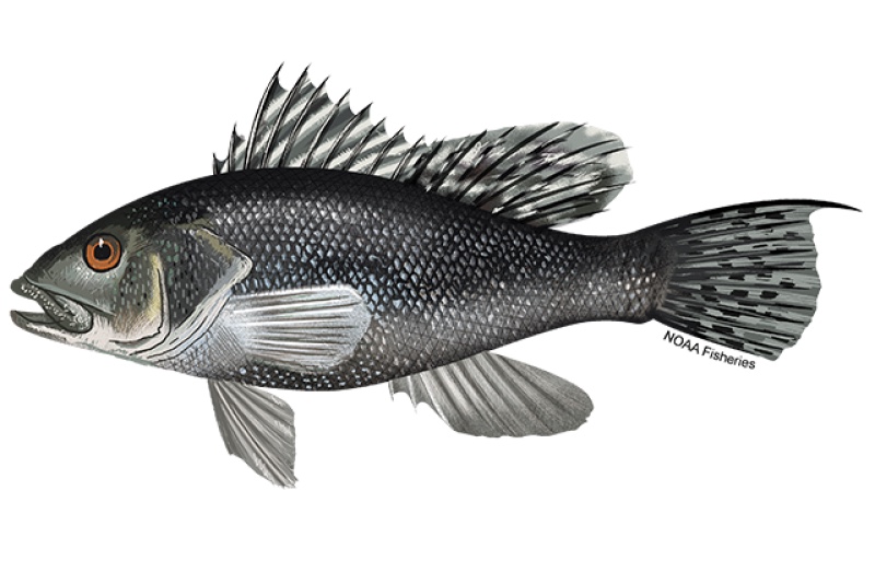 Black sea bass (Centropristis striata) showing a dark stout body with pale blue scale centres forming lines along the flank