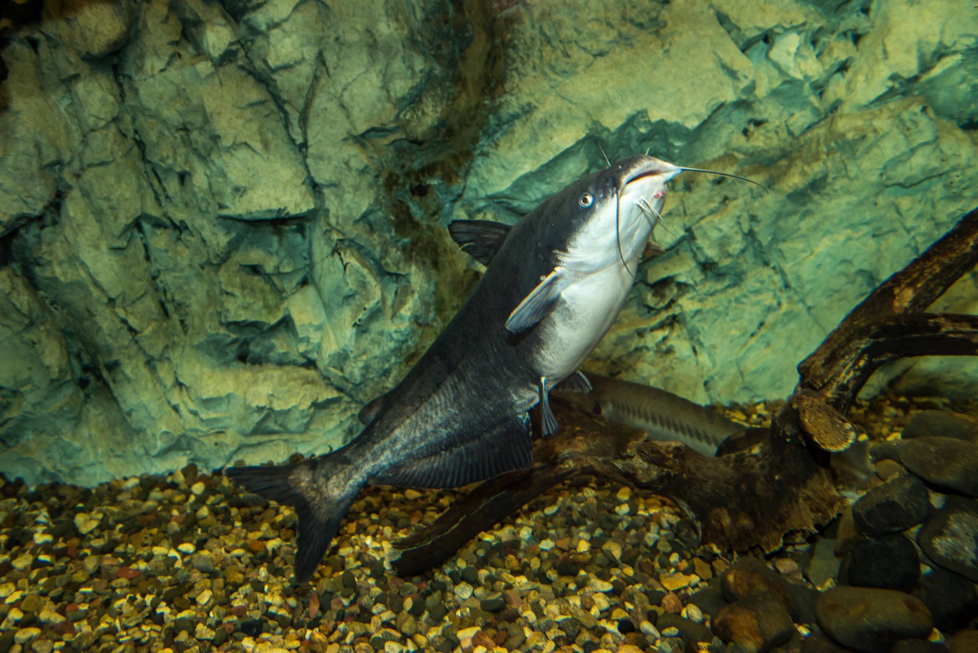 Blue catfish (Ictalurus furcatus) showing slate-blue body and forked tail