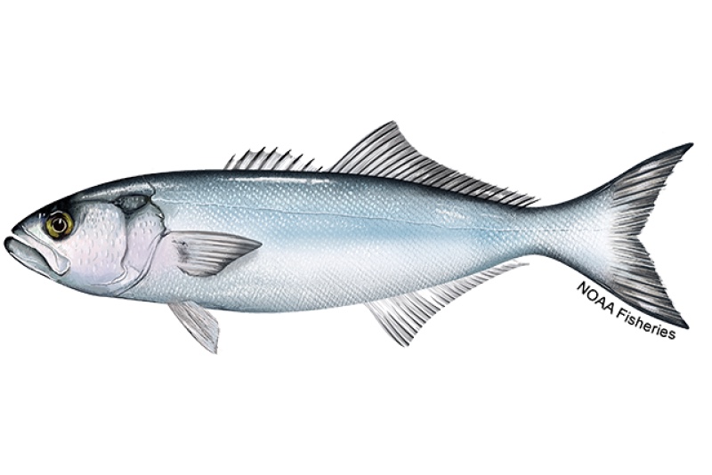 Bluefish (Pomatomus saltatrix) showing a blue-green back, silvery sides and the razor-sharp teeth of its shearing jaws
