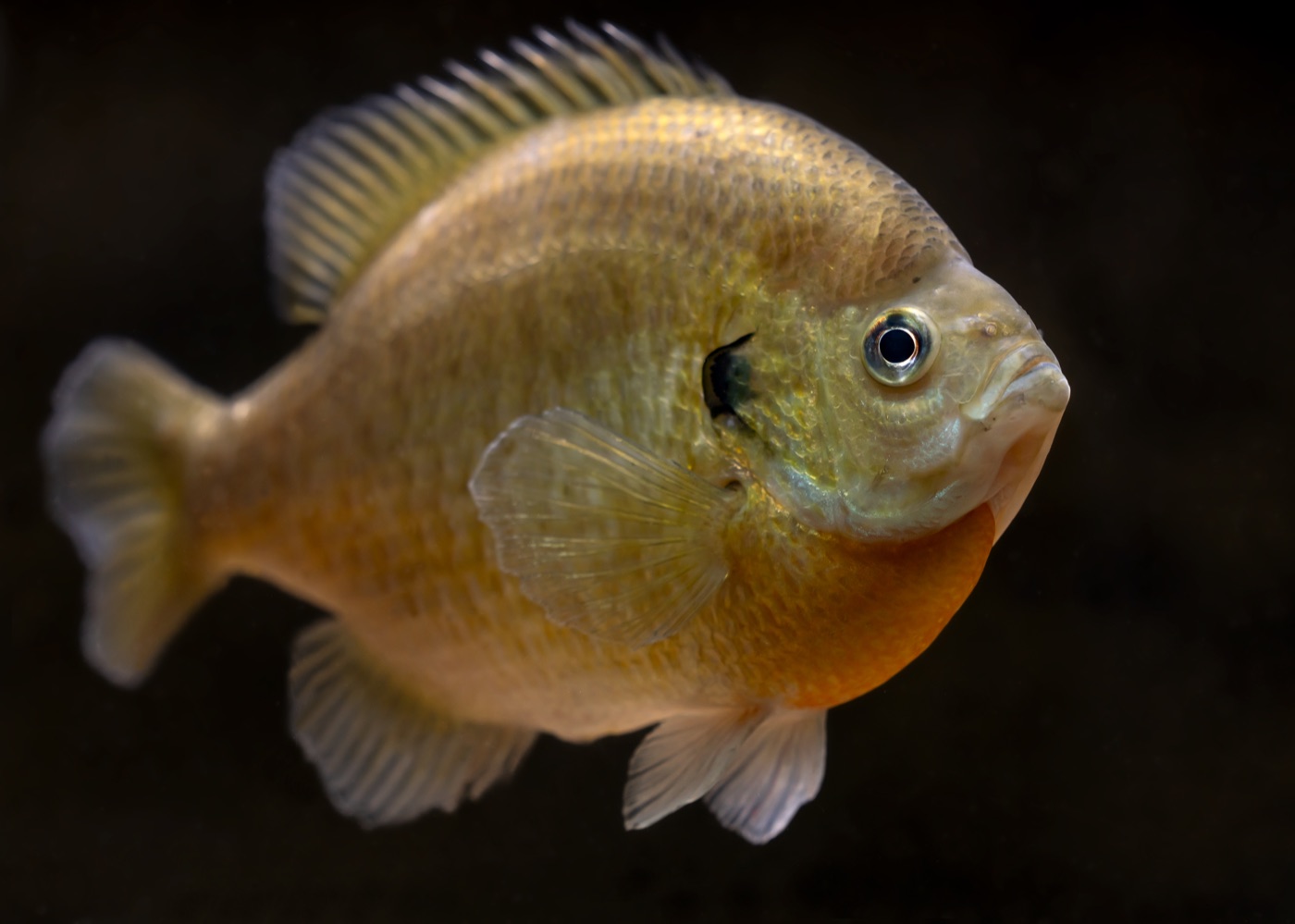 Bluegill (Lepomis macrochirus) showing deep body and dark ear flap