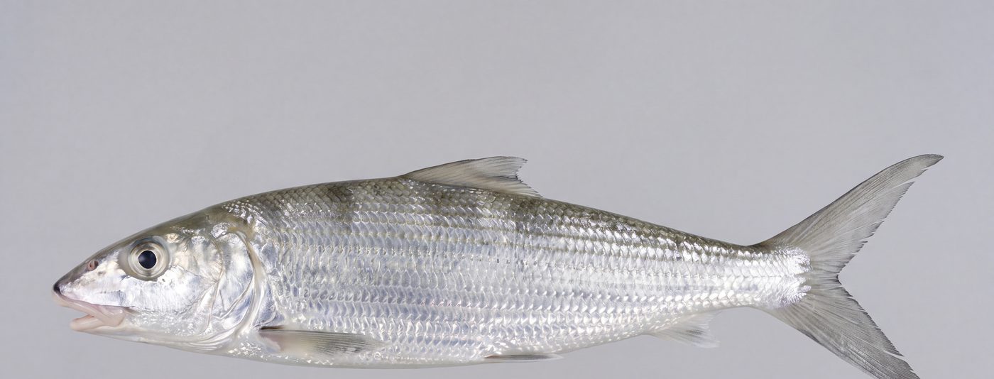 Bonefish (Albula vulpes) showing chrome silver flanks, blunt snout with underslung mouth and deeply forked tail