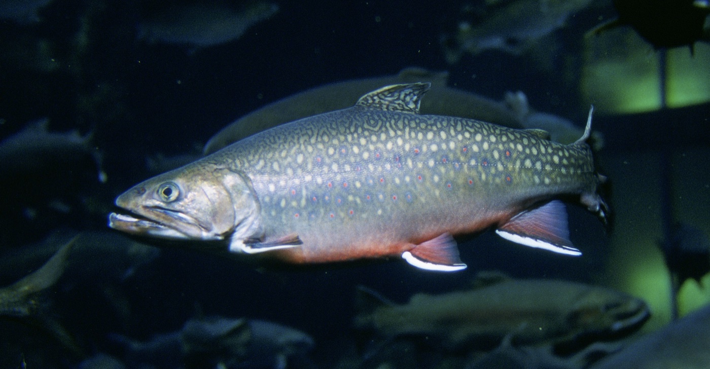 Brook trout (Salvelinus fontinalis) showing marbled back and red spots with blue halos