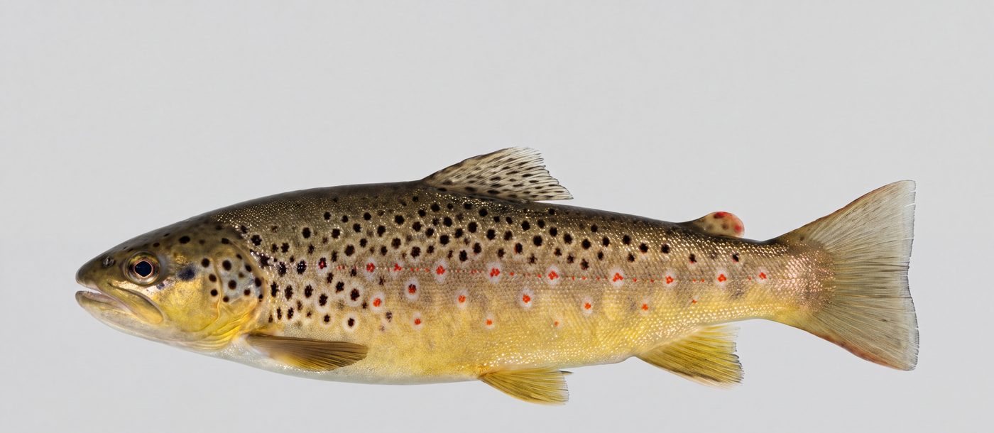 Brown trout (Salmo trutta) showing golden-brown flanks with large dark spots ringed by pale halos and a squared tail