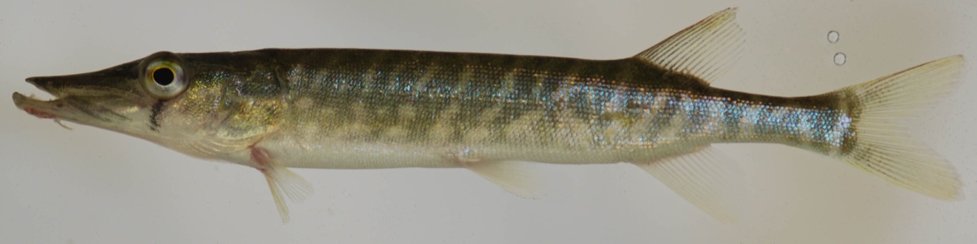 Chain pickerel (Esox niger) side profile showing the elongated pike-family body, duck-bill snout and developing chain-link flank pattern