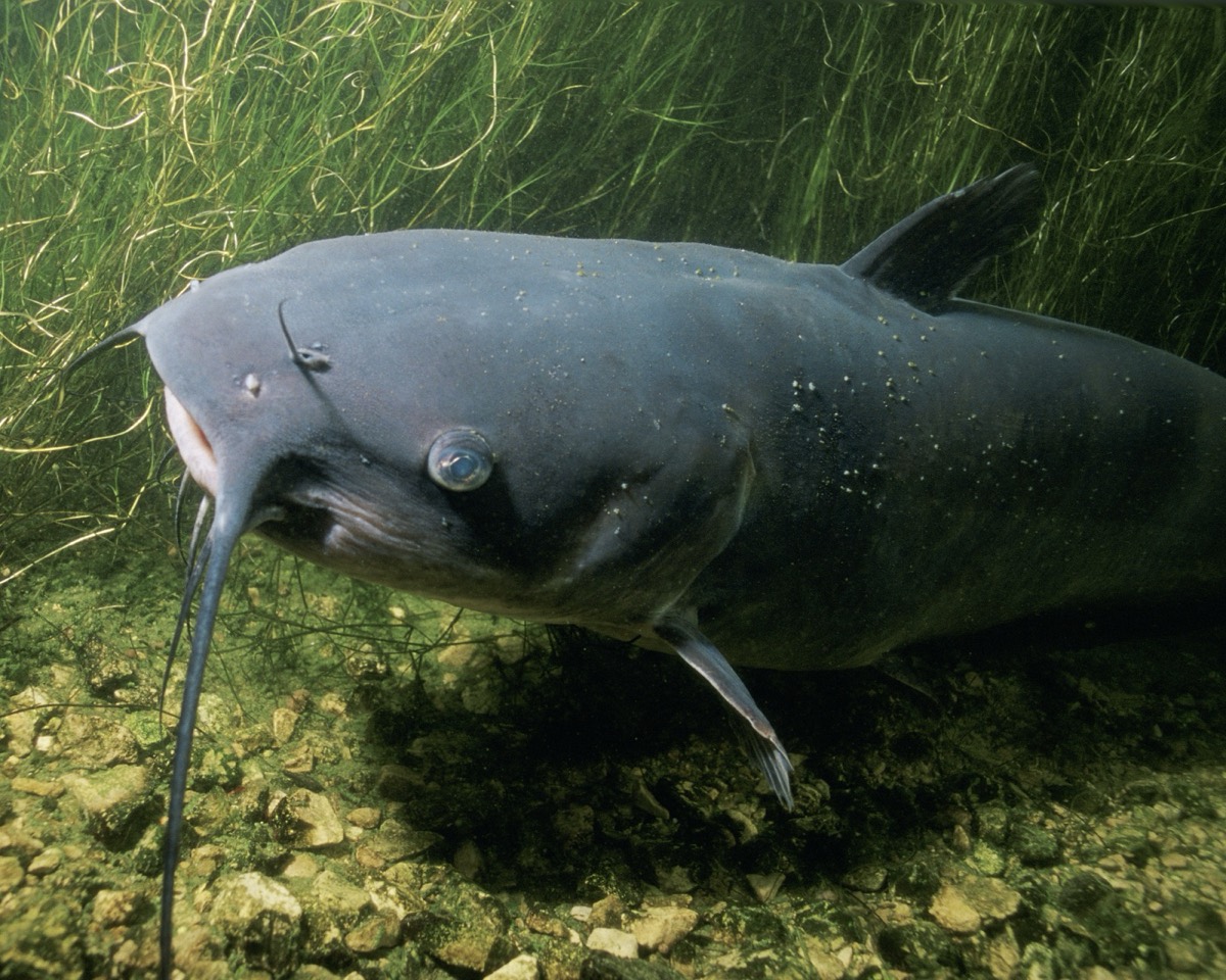 Channel catfish (Ictalurus punctatus) showing forked tail and barbels