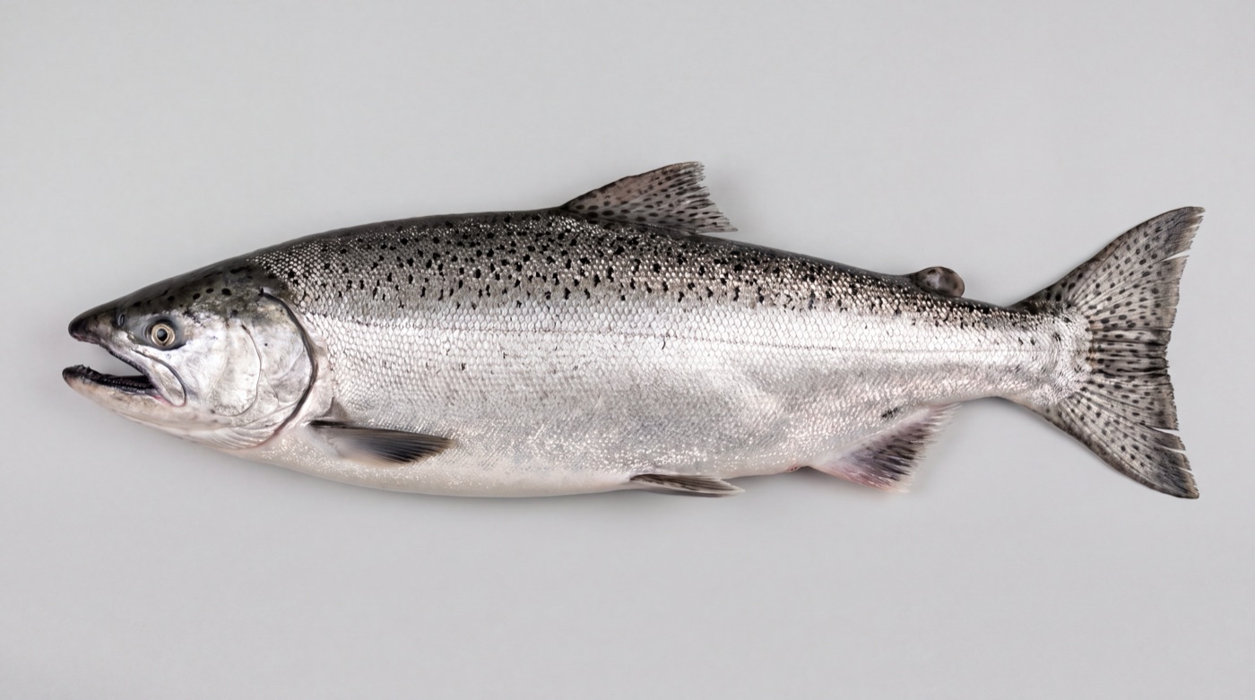 Chinook salmon (Oncorhynchus tshawytscha) showing black spots on both lobes of the tail and the dark gum line at the base of the lower teeth