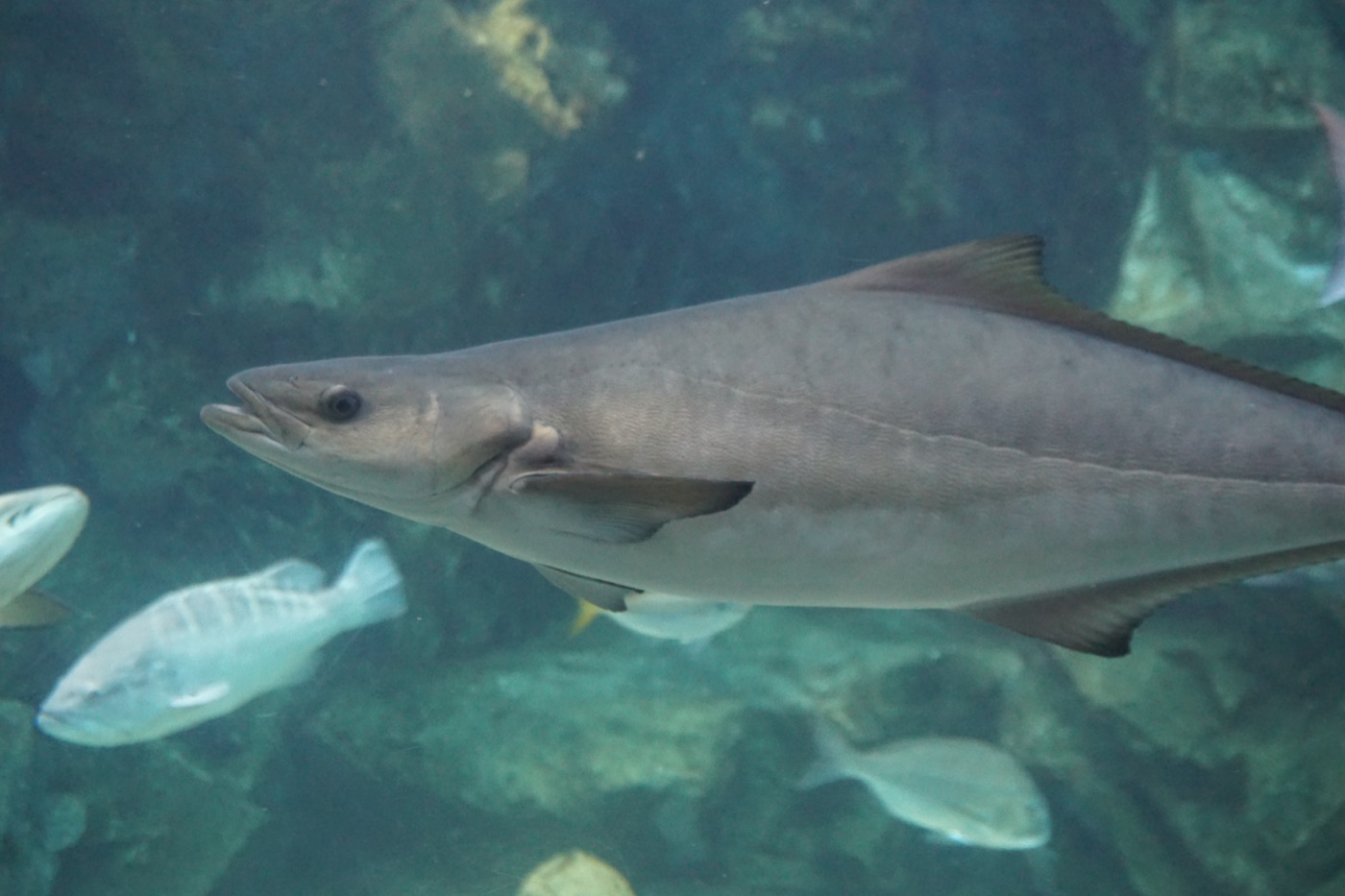 Cobia (Rachycentron canadum) showing broad flat head and dark brown body