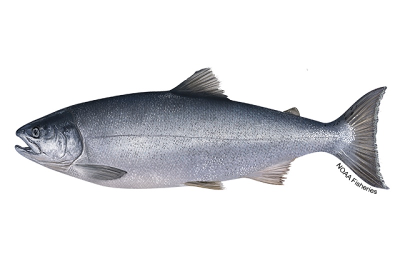 Coho salmon (Oncorhynchus kisutch) showing black spots on the upper lobe of the tail only and a pale gum line at the base of the lower teeth