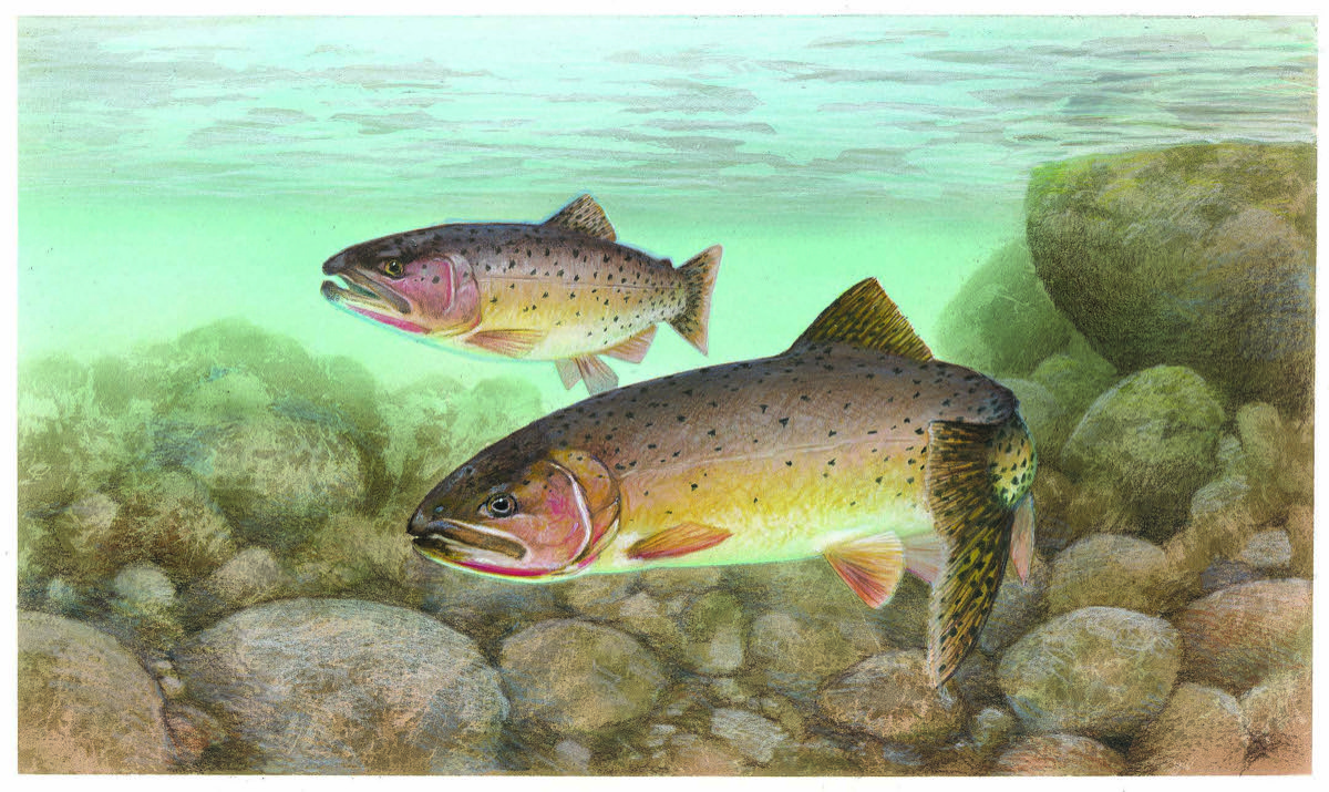 Cutthroat trout (Oncorhynchus clarkii) artwork showing two fish with the vivid red slashes under the jaw that name the species