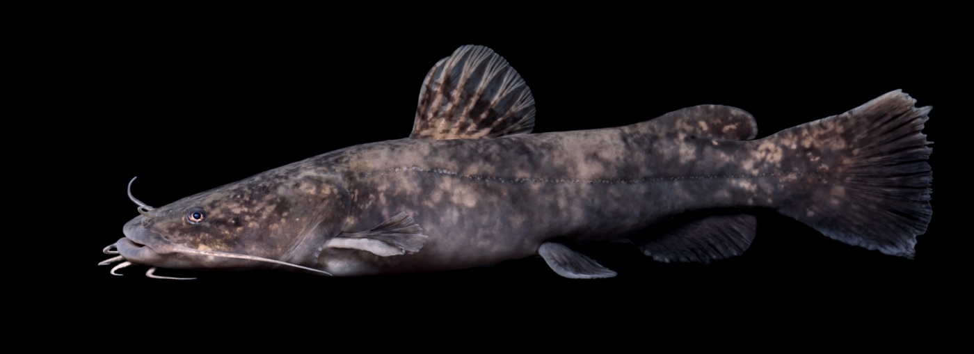 Flathead catfish (Pylodictis olivaris) showing broad flat head and mottled body