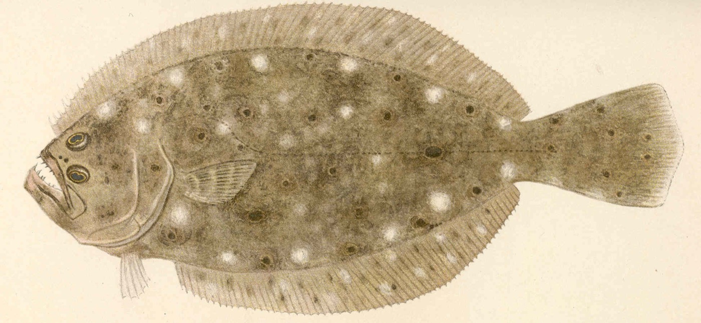 Summer flounder (Paralichthys dentatus) showing flat body and both eyes on one side