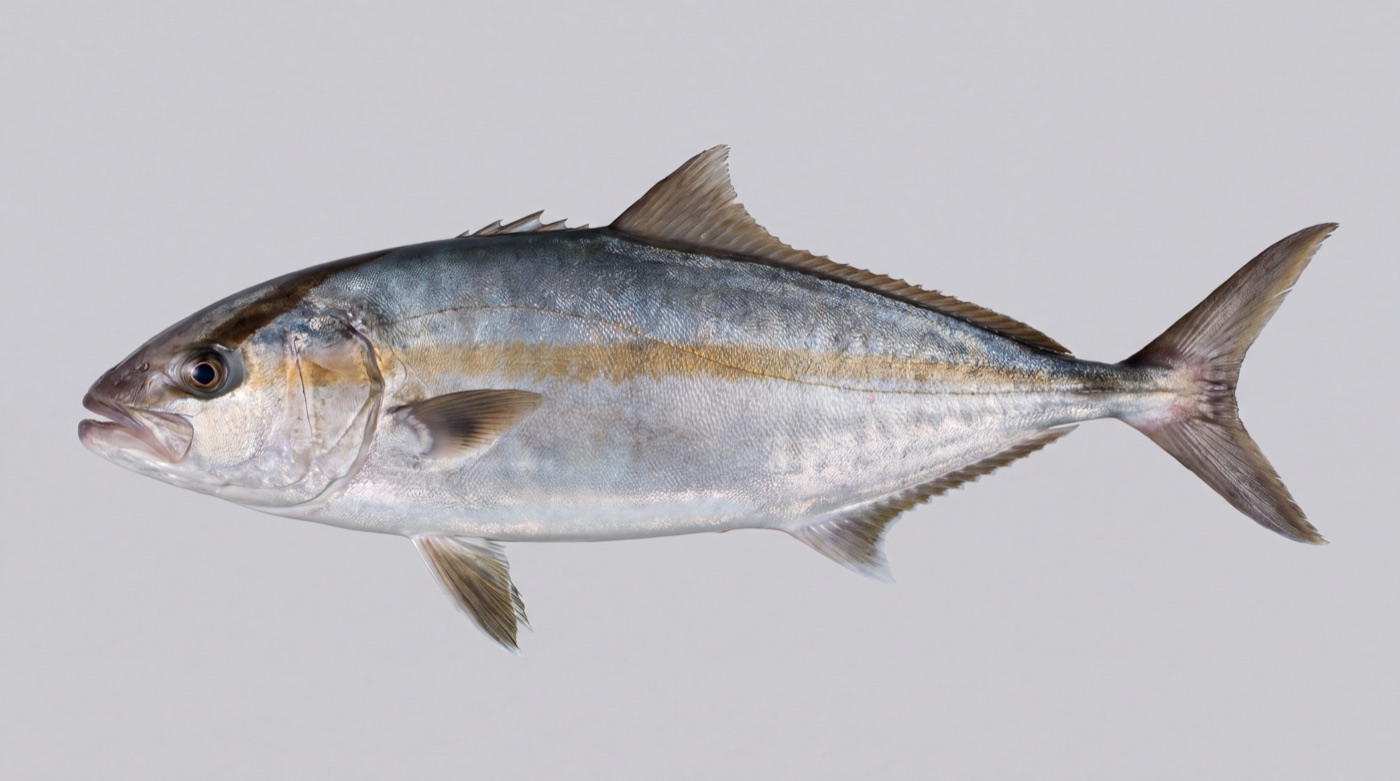 Greater amberjack (Seriola dumerili) showing the dark diagonal band through the eye and the amber stripe along the flank