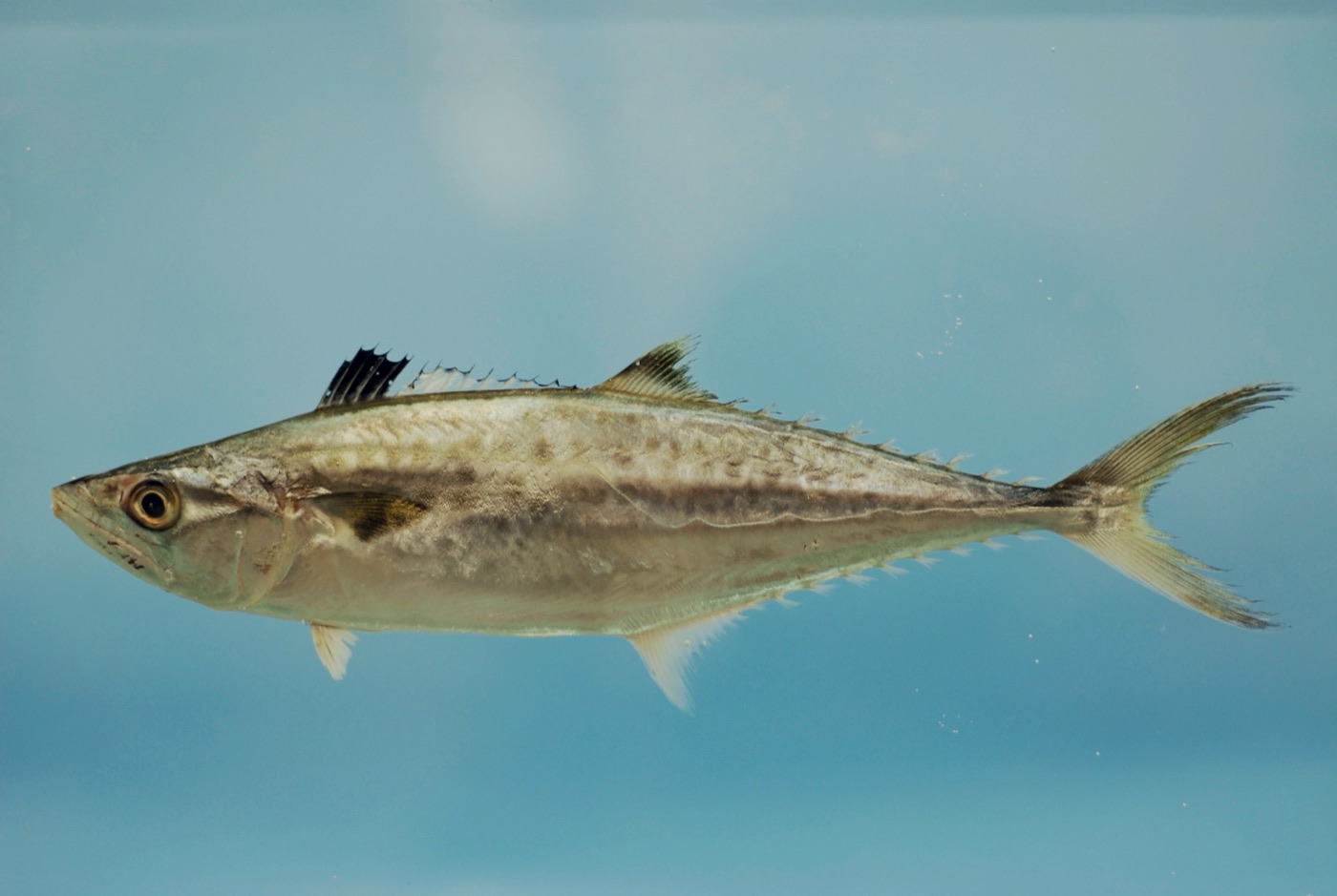 King mackerel (Scomberomorus cavalla) showing streamlined silver body
