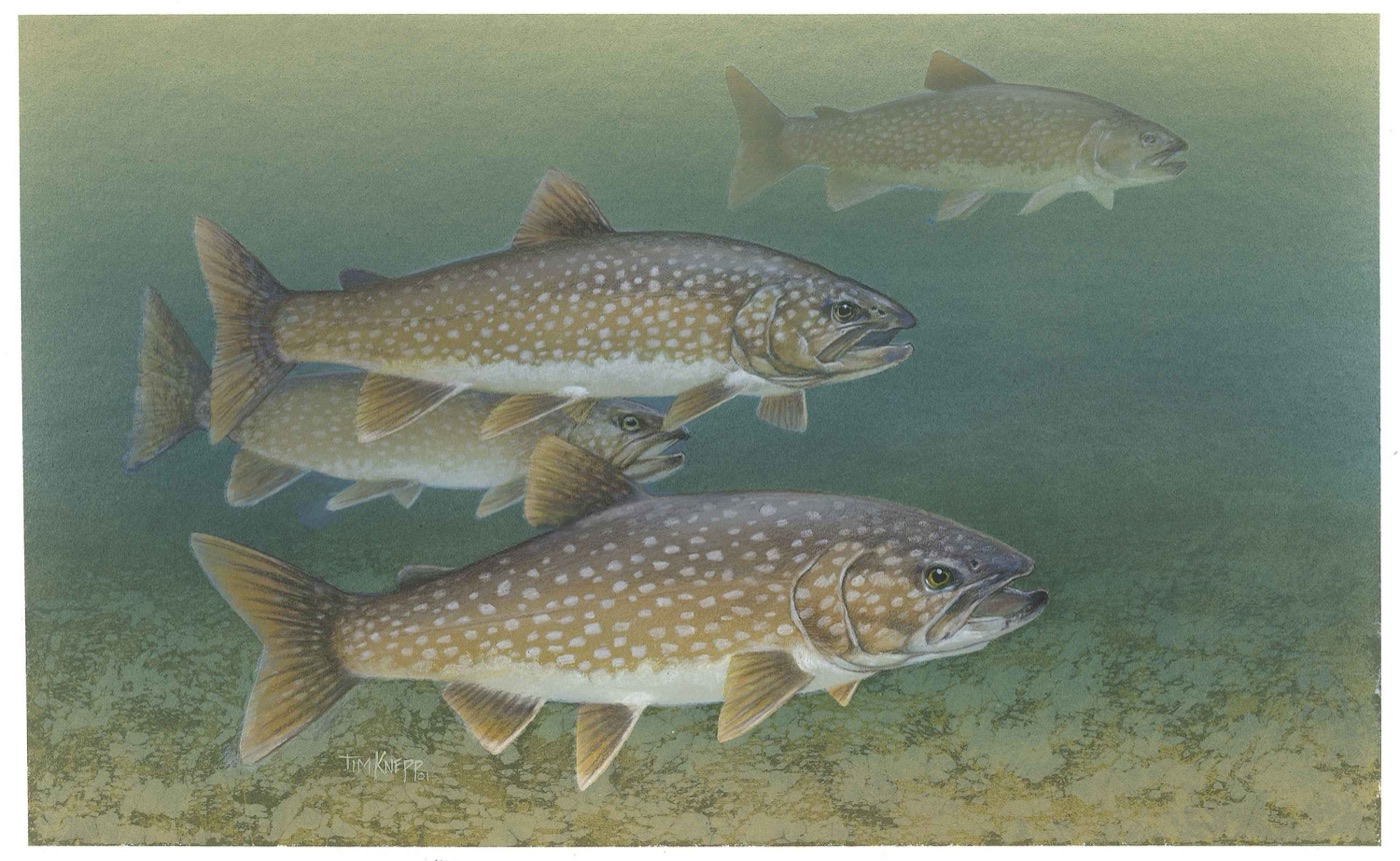 Lake trout (Salvelinus namaycush) showing pale spots on a dark body and forked tail