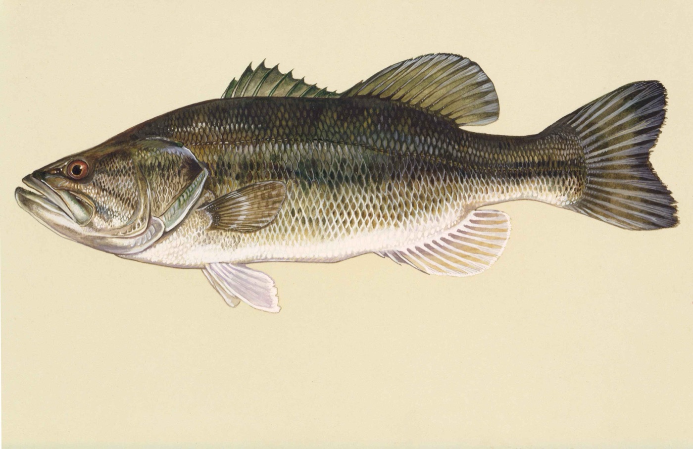 Largemouth bass (Micropterus salmoides) watercolor illustration