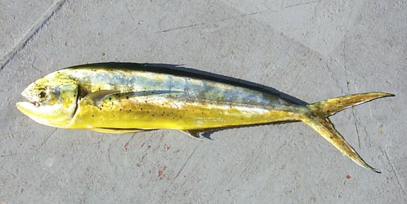 Mahi-mahi (Coryphaena hippurus) showing iridescent blue-green and gold color