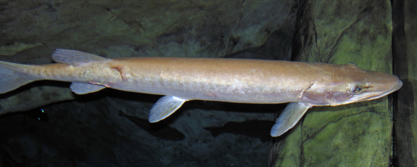 Muskie (Esox masquinongy) showing long body and toothy duck-billed jaws