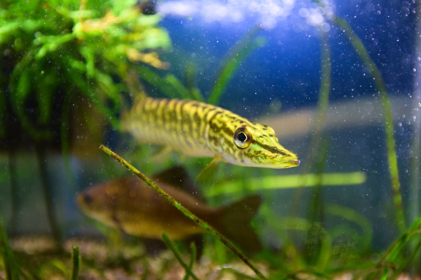 Northern pike (Esox lucius) showing light bean-shaped spots on a dark body