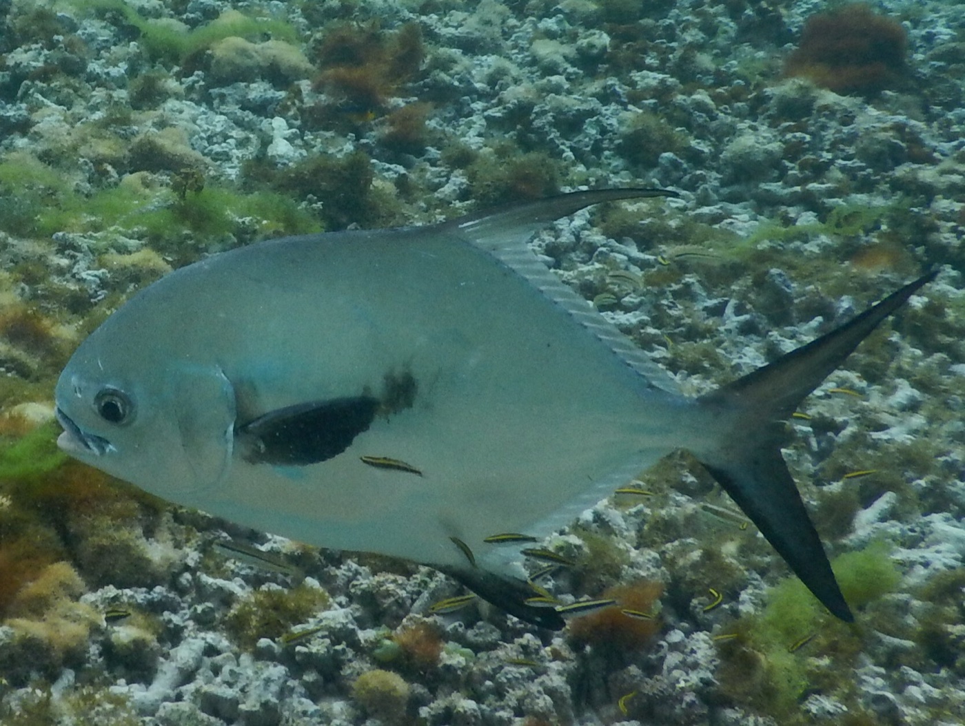 Permit (Trachinotus falcatus) swimming over a reef flat, showing the tall flat body, elongated dorsal fin and deeply forked dark tail