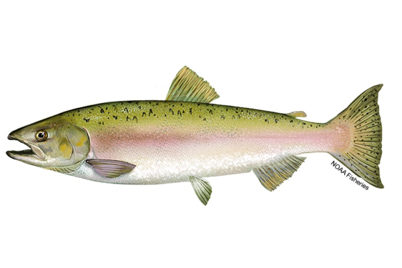 Pink salmon (Oncorhynchus gorbuscha) in ocean phase, the smallest Pacific salmon, with large oval blotches on the back and tail