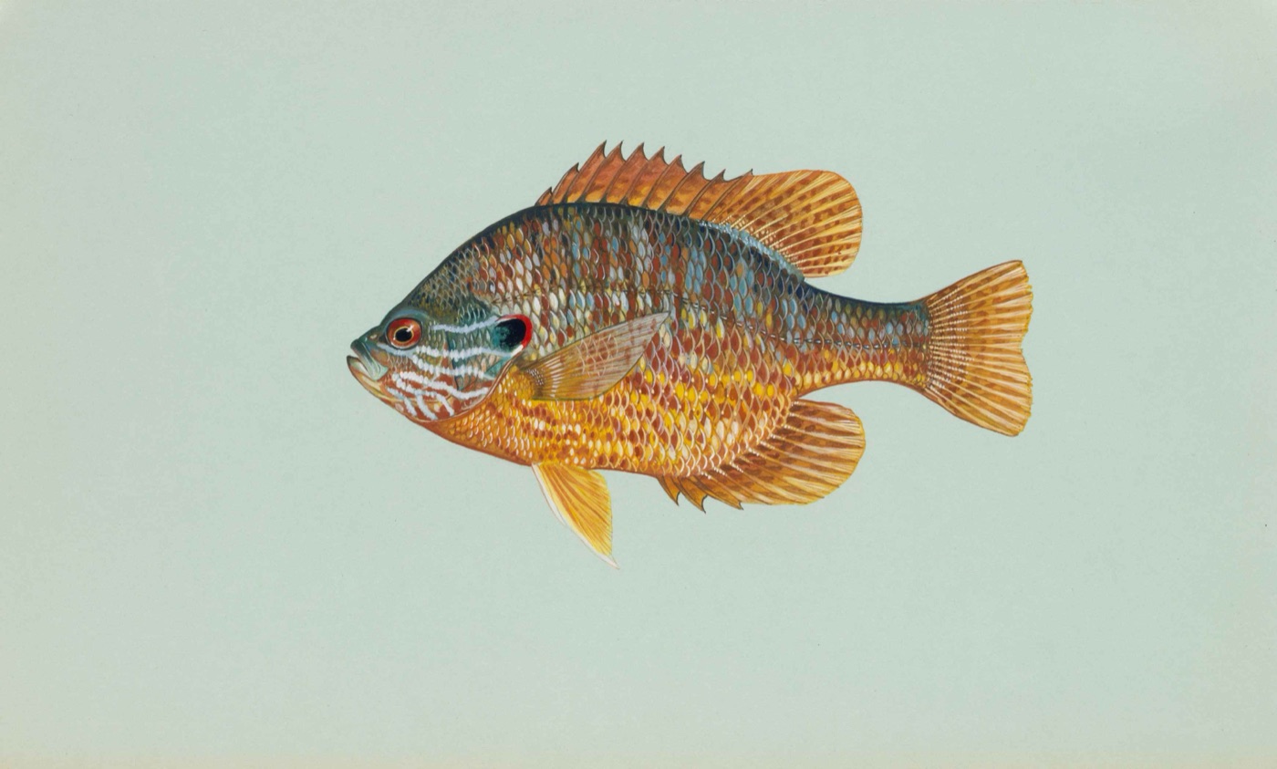 Pumpkinseed (Lepomis gibbosus) illustration showing the orange-red spot on the black ear flap and wavy blue lines across the cheek