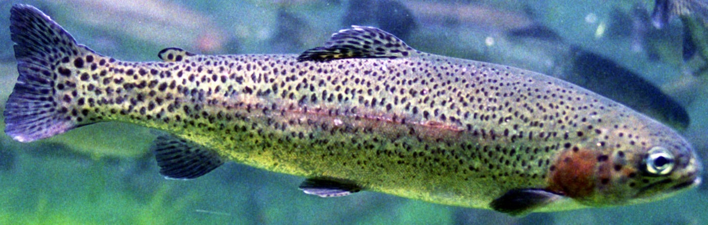 Rainbow trout (Oncorhynchus mykiss) showing pink lateral stripe and black spots