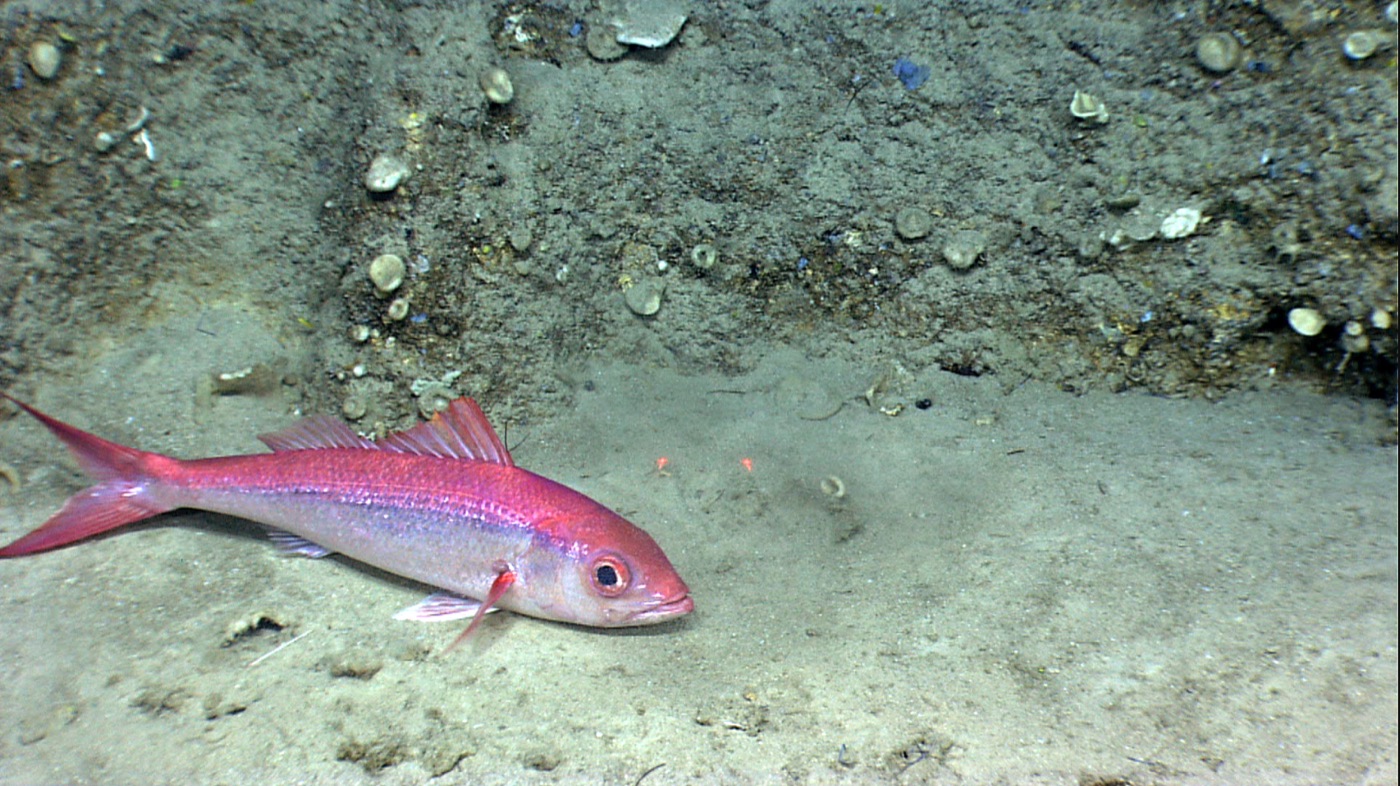 Red snapper (Lutjanus campechanus) showing brick-red body and red eye