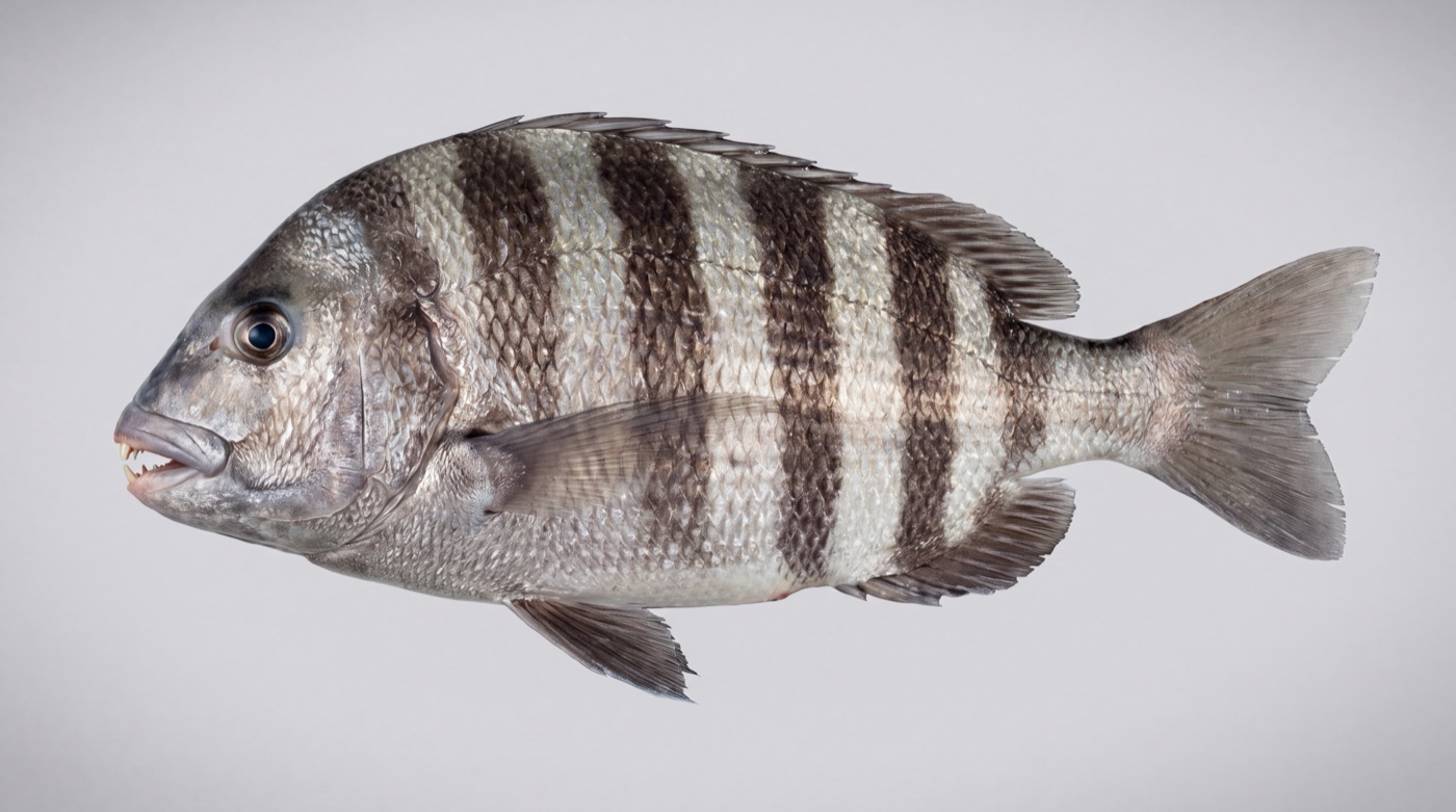 Sheepshead (Archosargus probatocephalus) showing bold vertical black bars and the human-like front teeth