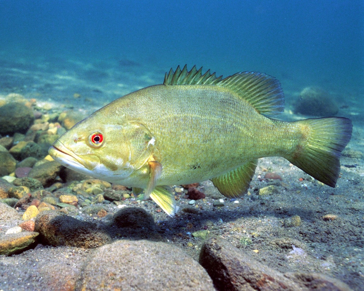 Smallmouth bass (Micropterus dolomieu) showing bronze coloration and vertical bars