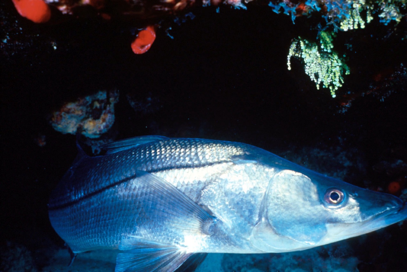 Snook (Centropomus undecimalis) showing the sharp black lateral line
