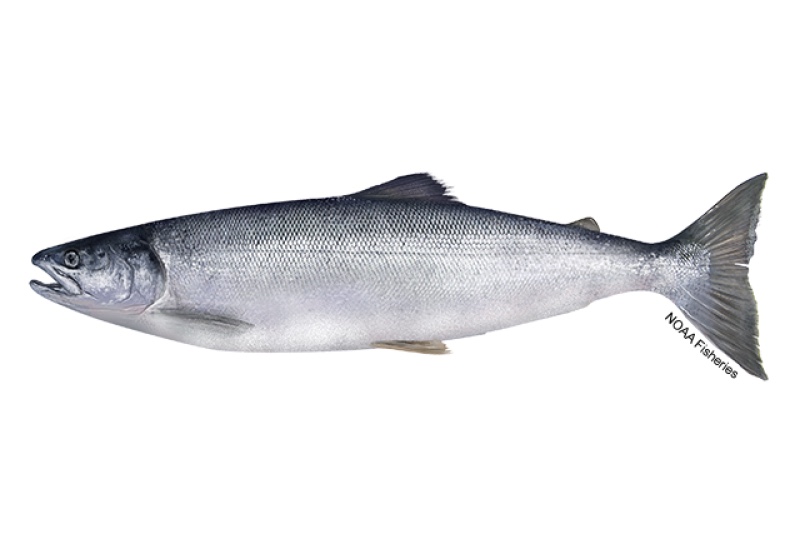 Sockeye salmon (Oncorhynchus nerka) in silver-blue ocean phase, one of the smaller and cleanest-marked Pacific salmon