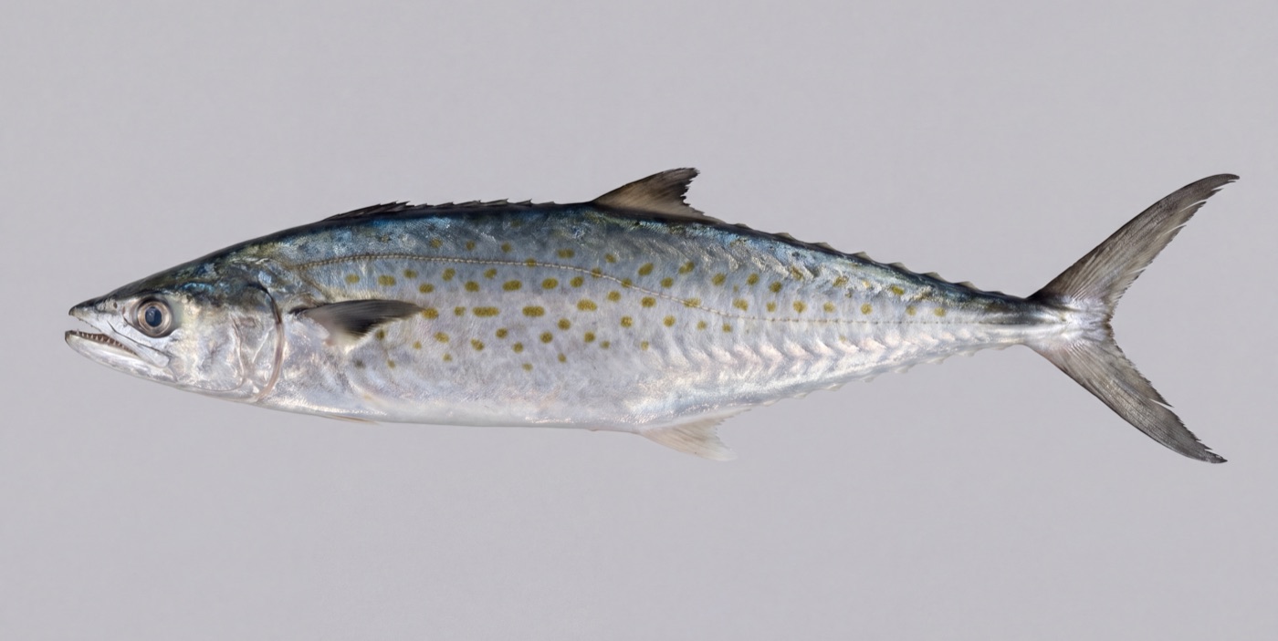 Spanish mackerel (Scomberomorus maculatus) showing silver flanks with yellow-olive oval spots and a gently sloping lateral line