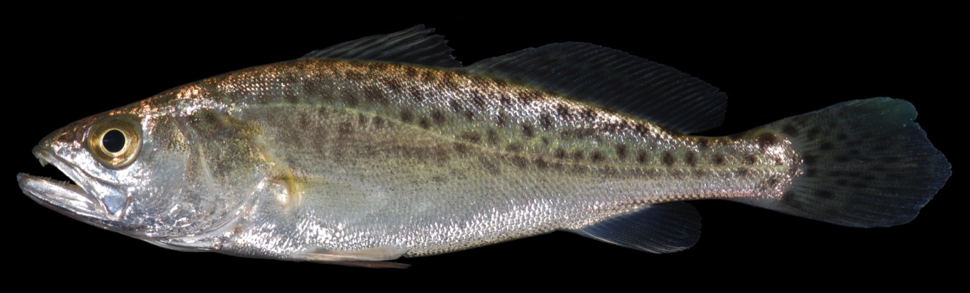 Speckled trout (Cynoscion nebulosus) showing silvery body with black spots