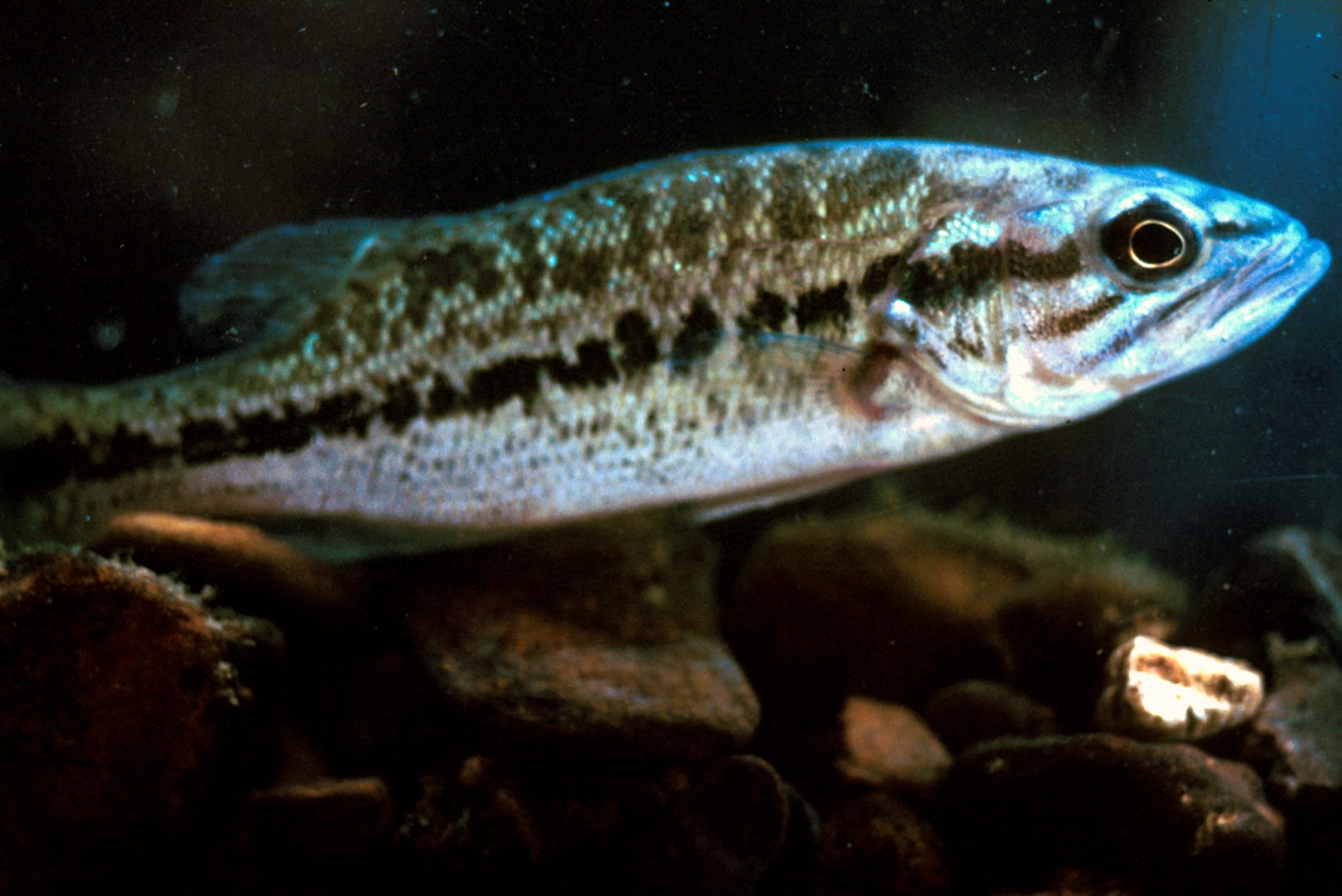 Spotted bass (Micropterus punctulatus) underwater, showing the dark lateral band and rows of spots along the lower flank