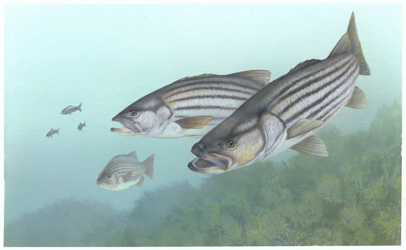 Striped bass (Morone saxatilis) illustration showing horizontal stripes