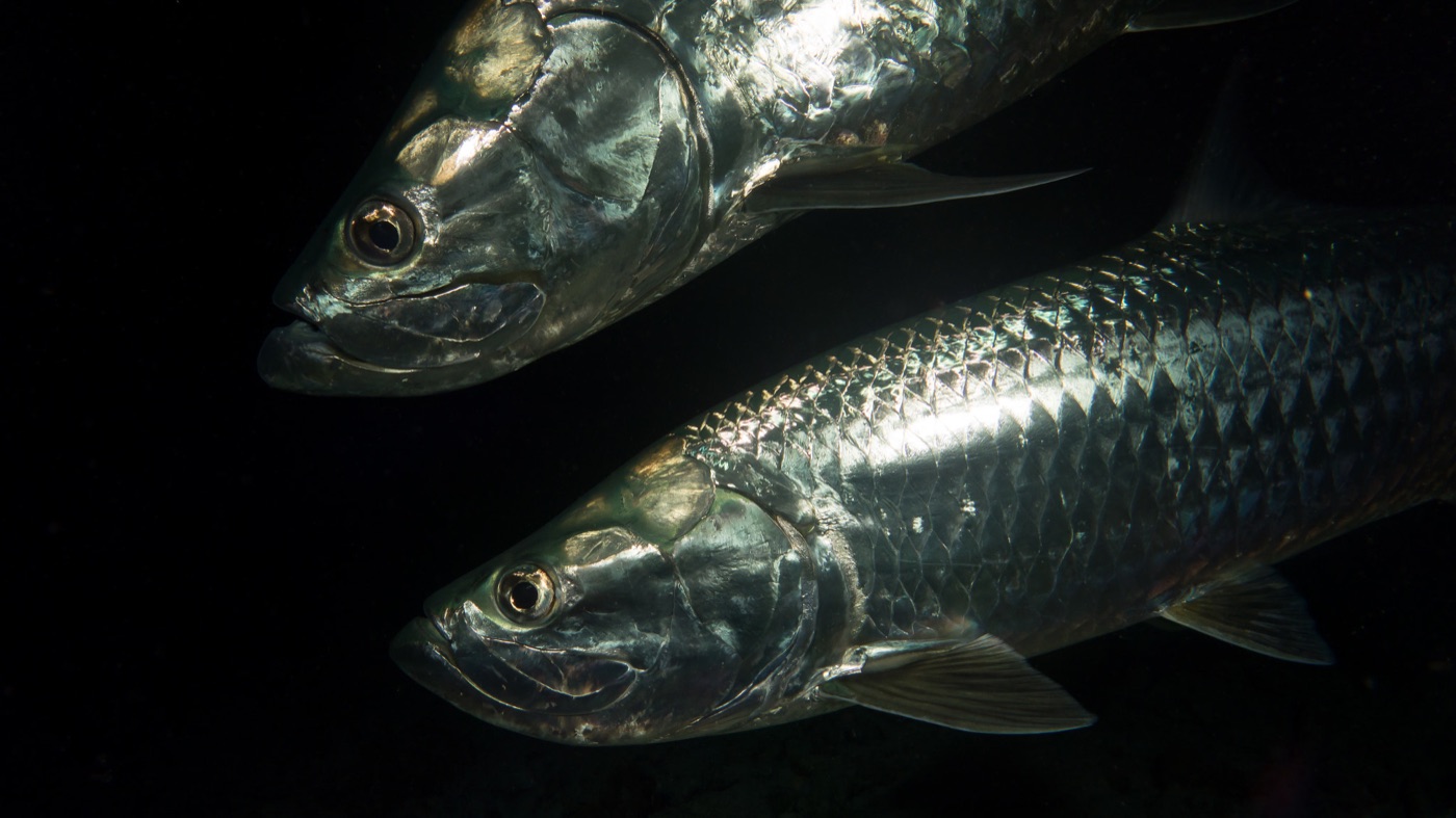 Tarpon (Megalops atlanticus) showing large silver scales