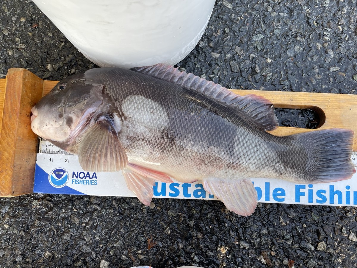 Tautog (Tautoga onitis) on a NOAA measuring board, showing the stout mottled body, blunt head and thick lips of the blackfish