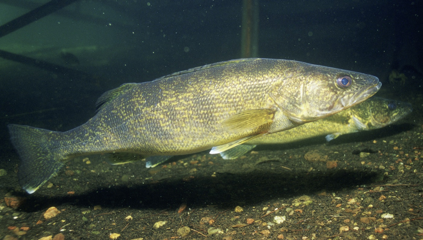 Walleye (Sander vitreus) showing marbled reflective eyes and brassy body