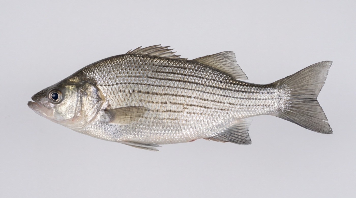 White bass (Morone chrysops) showing its deep silver body and several incomplete dark horizontal stripes