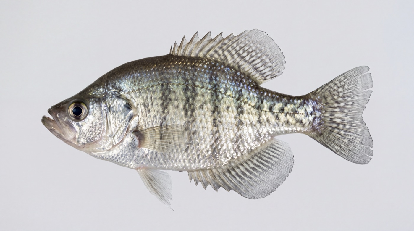 White crappie (Pomoxis annularis) showing the faint regularly arranged vertical bars along its silvery flank