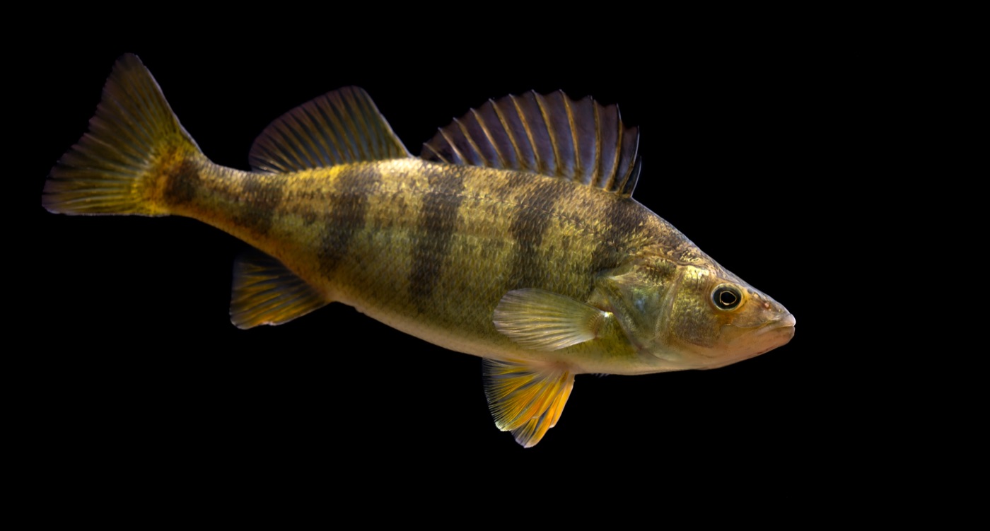 Yellow perch (Perca flavescens) showing golden body and dark vertical bars